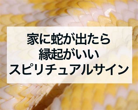 風水 蛇|家に蛇が出たら縁起が良い？悪い？場所や色によって。